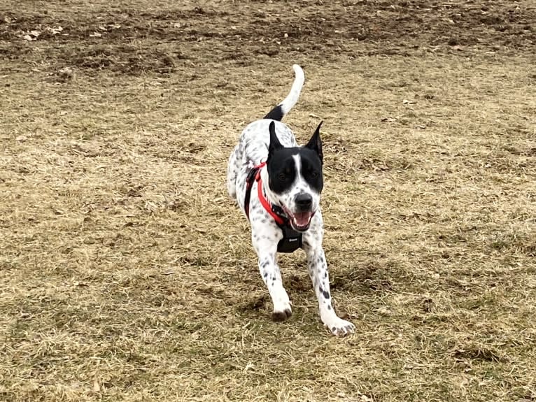 Pongo, an American Pit Bull Terrier and Australian Cattle Dog mix tested with EmbarkVet.com