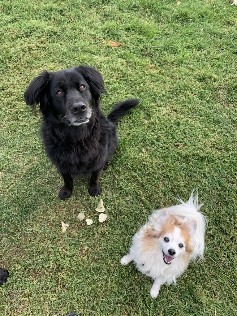 Ziggy, a Papillon and Maltese mix tested with EmbarkVet.com