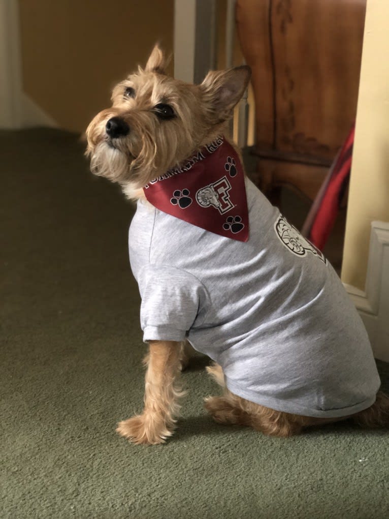 Wilbur, a Miniature Schnauzer and Rat Terrier mix tested with EmbarkVet.com