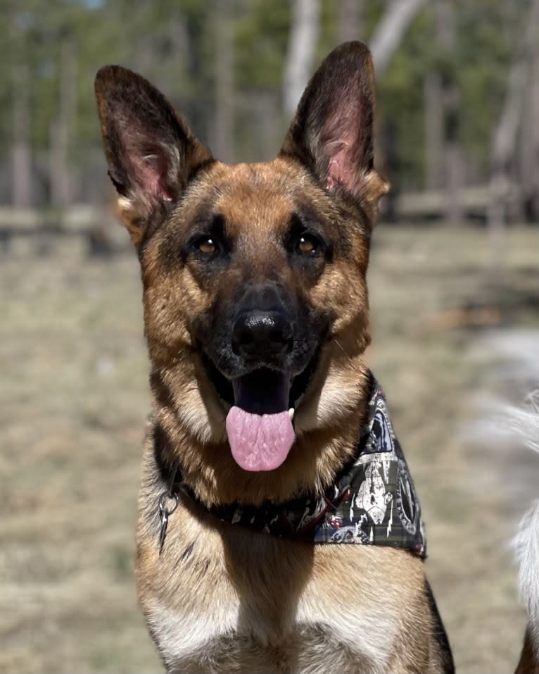 Jonas, a German Shepherd Dog tested with EmbarkVet.com