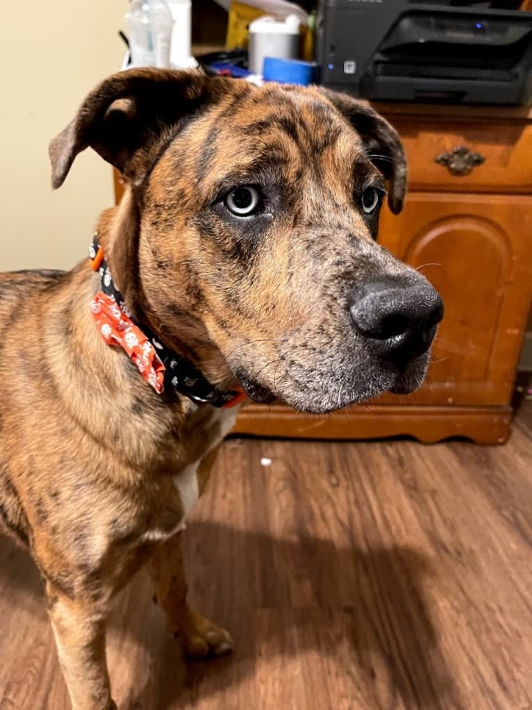 Dante, a Cane Corso and Australian Shepherd mix tested with EmbarkVet.com