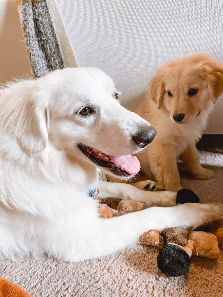 Finn, a Great Pyrenees and Beagle mix tested with EmbarkVet.com