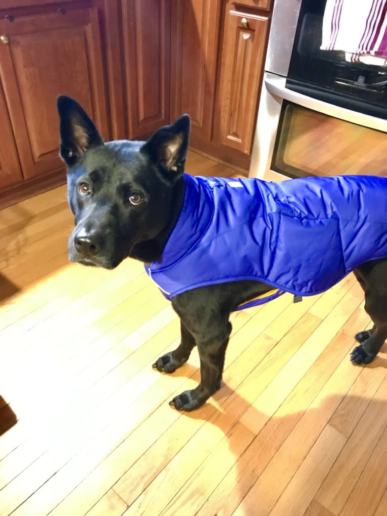 Tessa, an Akita and American Pit Bull Terrier mix tested with EmbarkVet.com