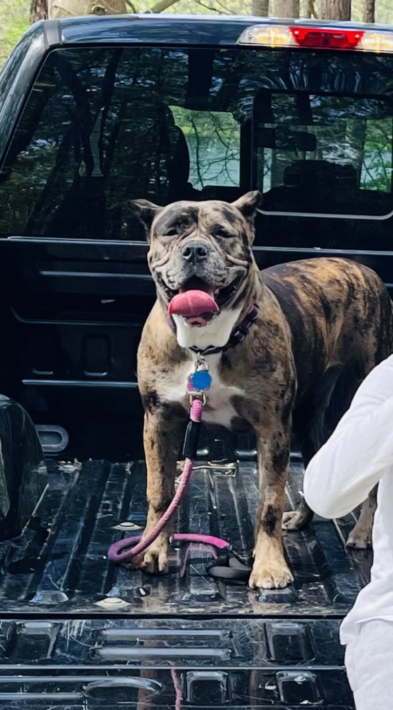 Oreo, a Bulldog and Boxer mix tested with EmbarkVet.com