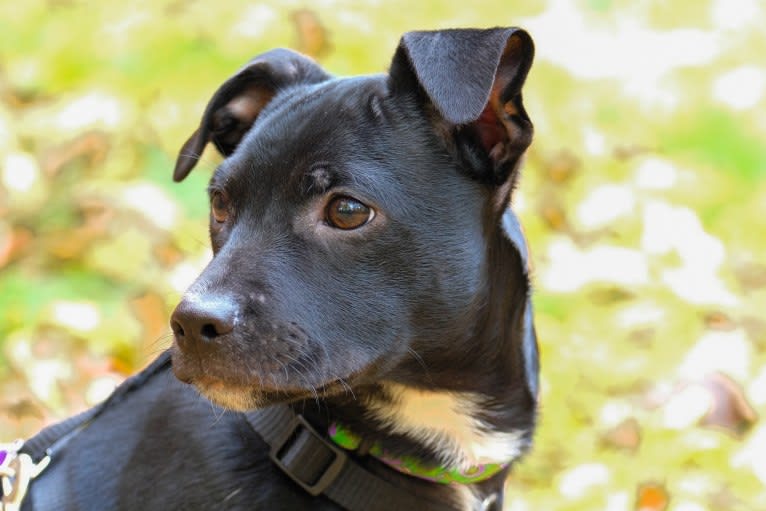 Hoss, a Chihuahua and Poodle (Small) mix tested with EmbarkVet.com