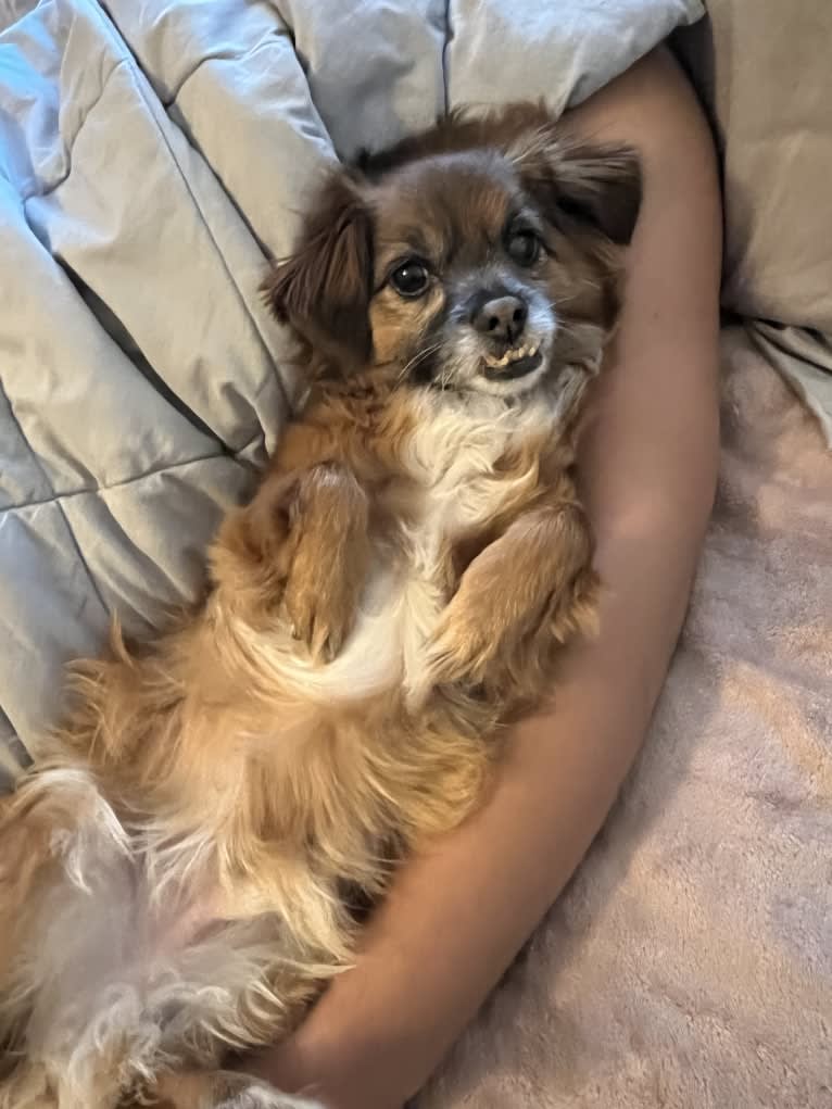 Spencer, a Chihuahua and Poodle (Small) mix tested with EmbarkVet.com