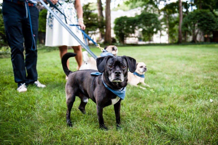 Apollo, a Puggle tested with EmbarkVet.com