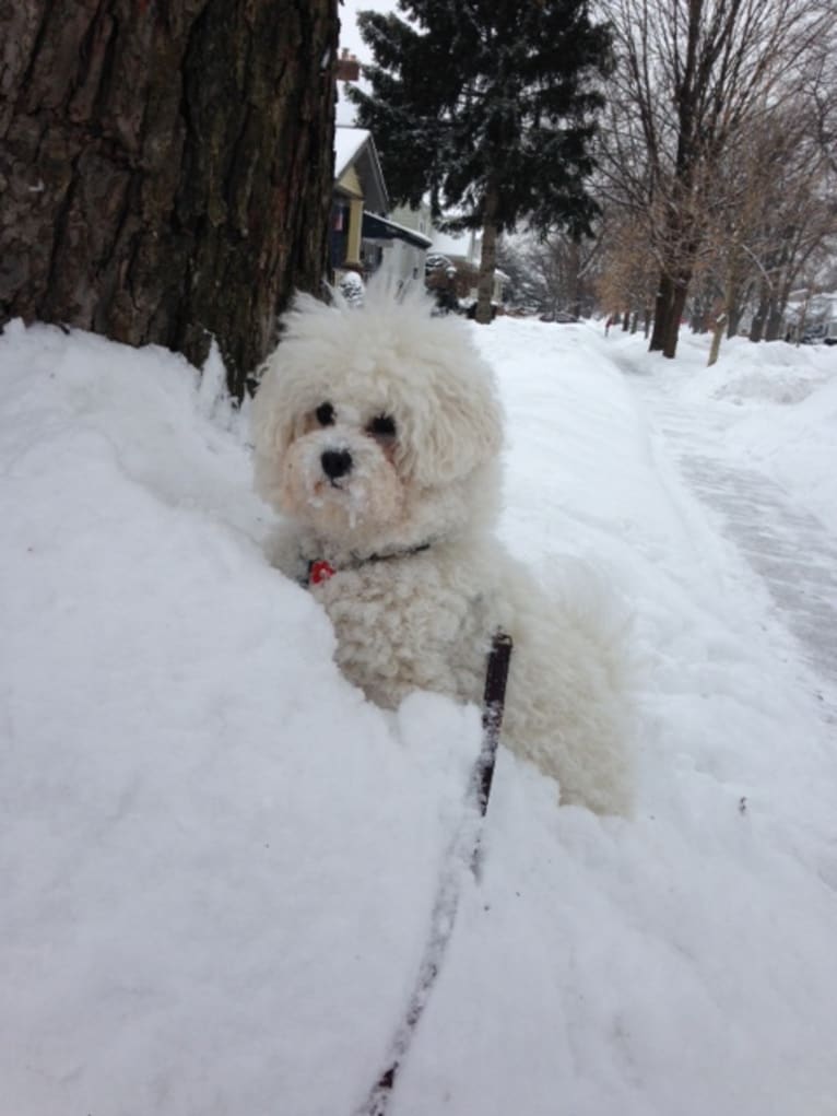 Georgia Caroline, a Bichon Frise tested with EmbarkVet.com