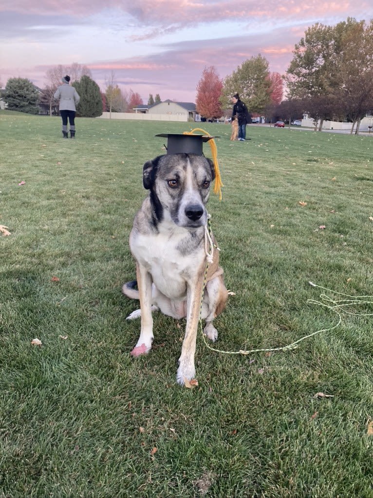 Pepper Ann, an American Bulldog and Siberian Husky mix tested with EmbarkVet.com