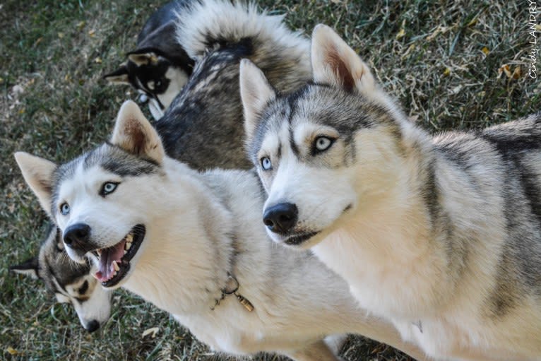 NOVA, a Siberian Husky tested with EmbarkVet.com