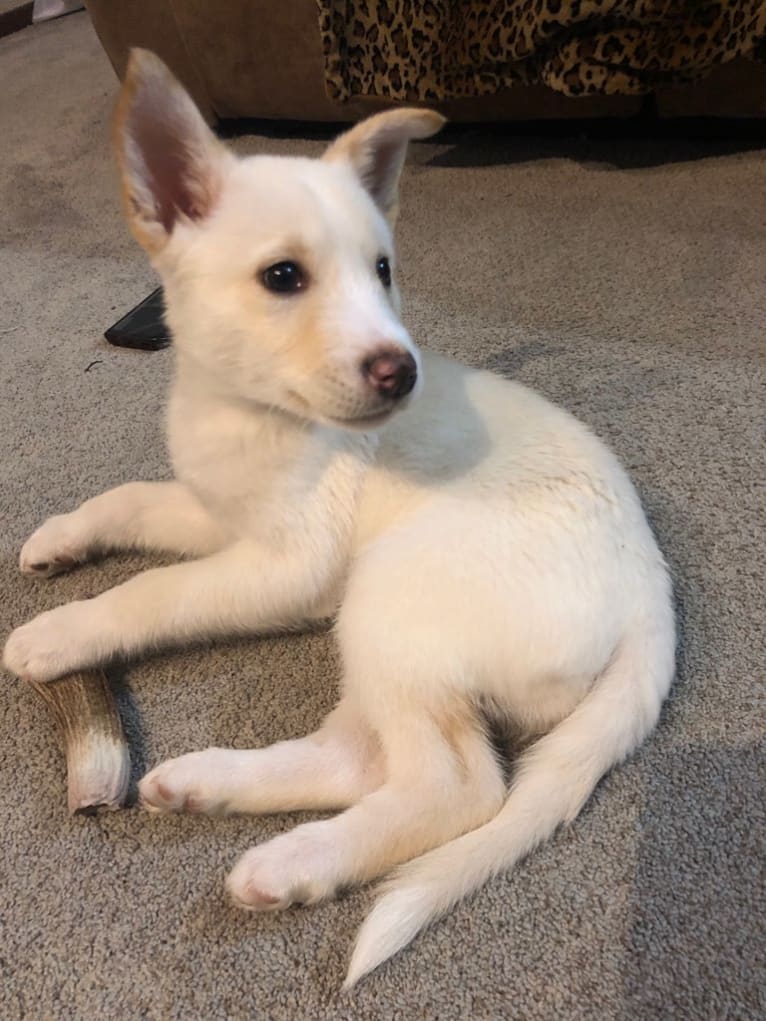 Penny, an Australian Cattle Dog and Siberian Husky mix tested with EmbarkVet.com