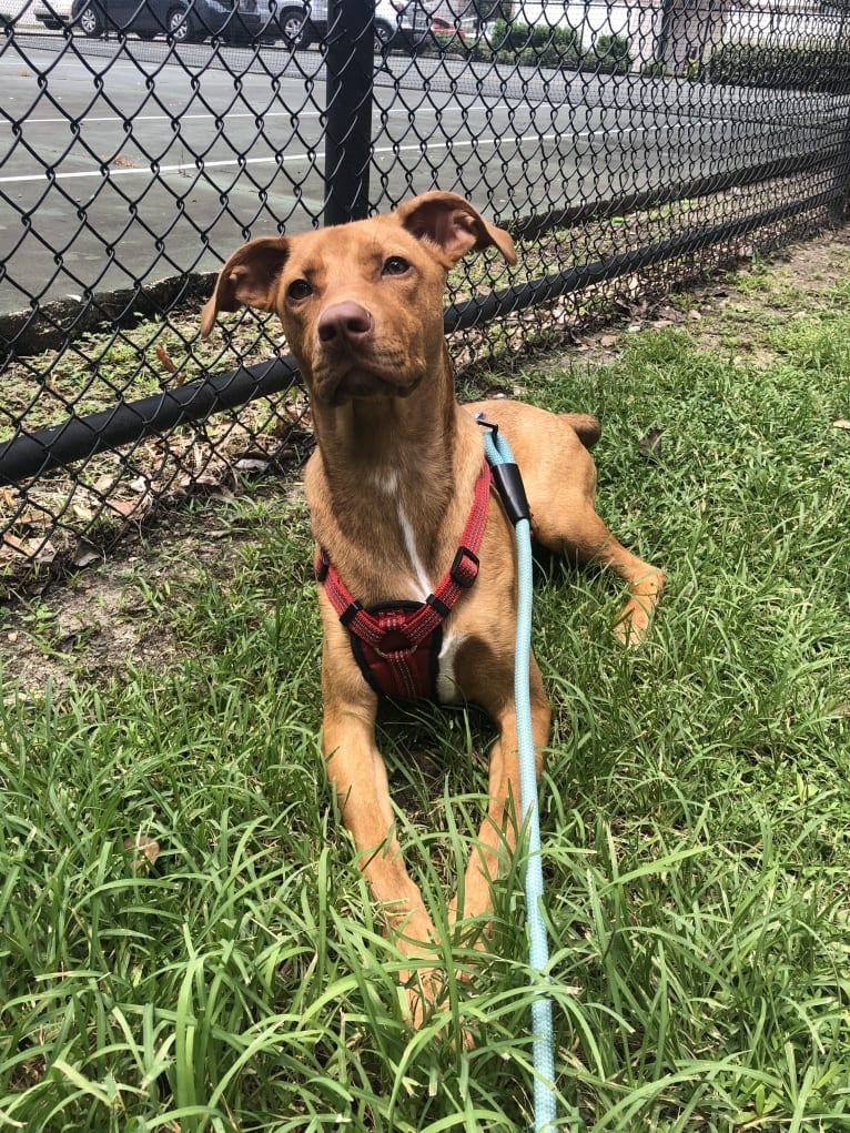 Rusty, an American Foxhound and American Pit Bull Terrier mix tested with EmbarkVet.com