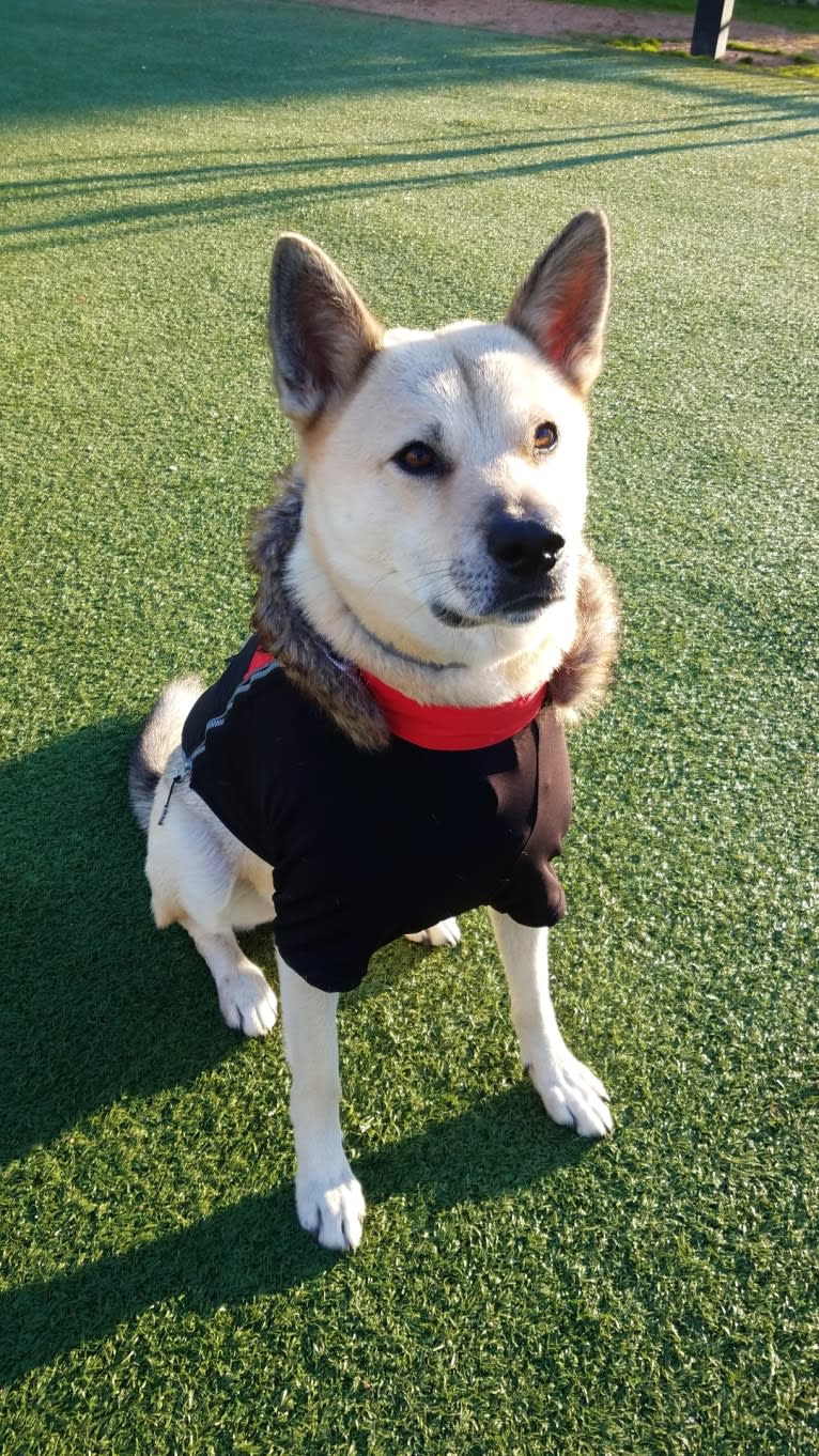 Hwarang, a Japanese or Korean Village Dog tested with EmbarkVet.com