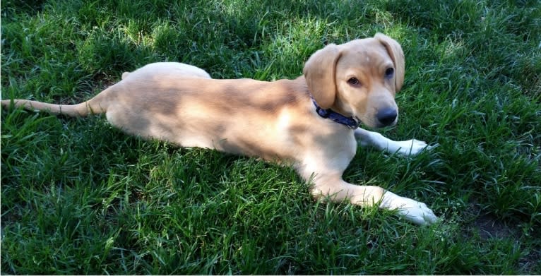 Neddy, a Miniature Schnauzer and Labrador Retriever mix tested with EmbarkVet.com