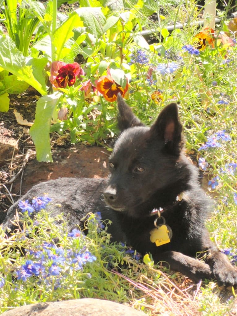 Renard, a Pomeranian and Russell-type Terrier mix tested with EmbarkVet.com