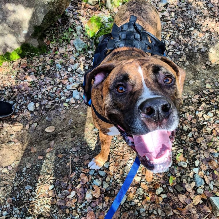 Remy Wayne, a Boxer and American Bulldog mix tested with EmbarkVet.com