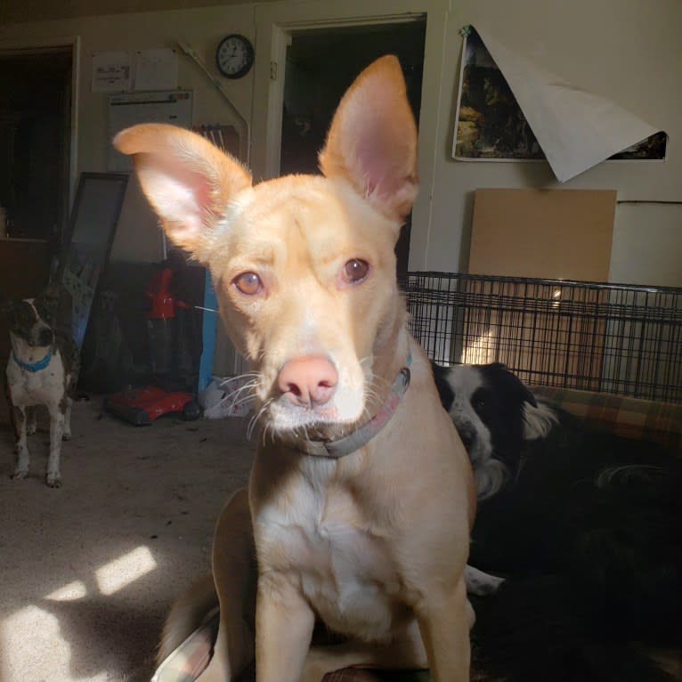 Photo of Eva, an American Pit Bull Terrier, Siberian Husky, American Staffordshire Terrier, and Mixed mix in Sacramento, California, USA