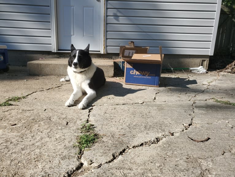 Dumaw Oakenshield, a Karelian Bear Dog tested with EmbarkVet.com