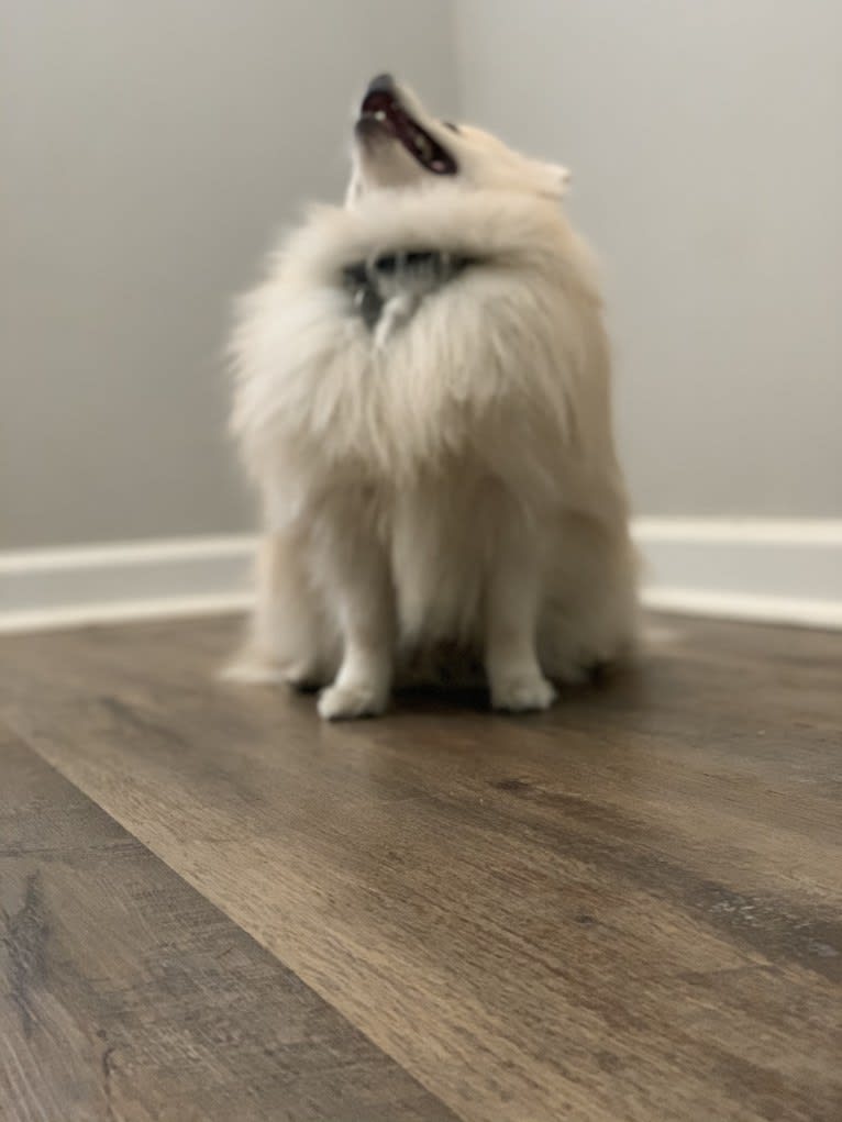 Koda, a Pomeranian tested with EmbarkVet.com