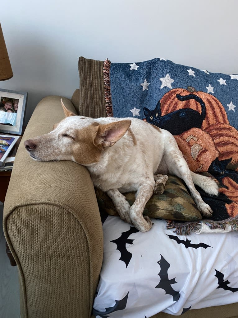 Ginger, an Australian Cattle Dog and German Shepherd Dog mix tested with EmbarkVet.com