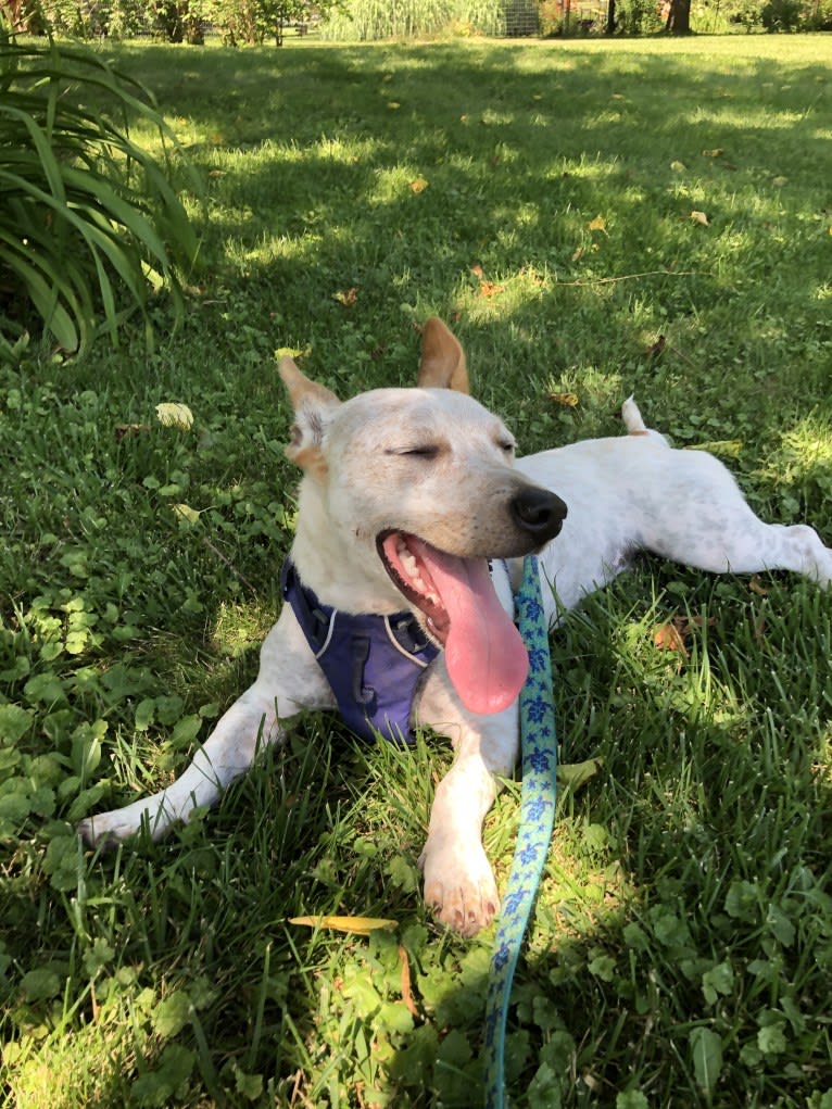 Marty, an American Pit Bull Terrier and Chihuahua mix tested with EmbarkVet.com