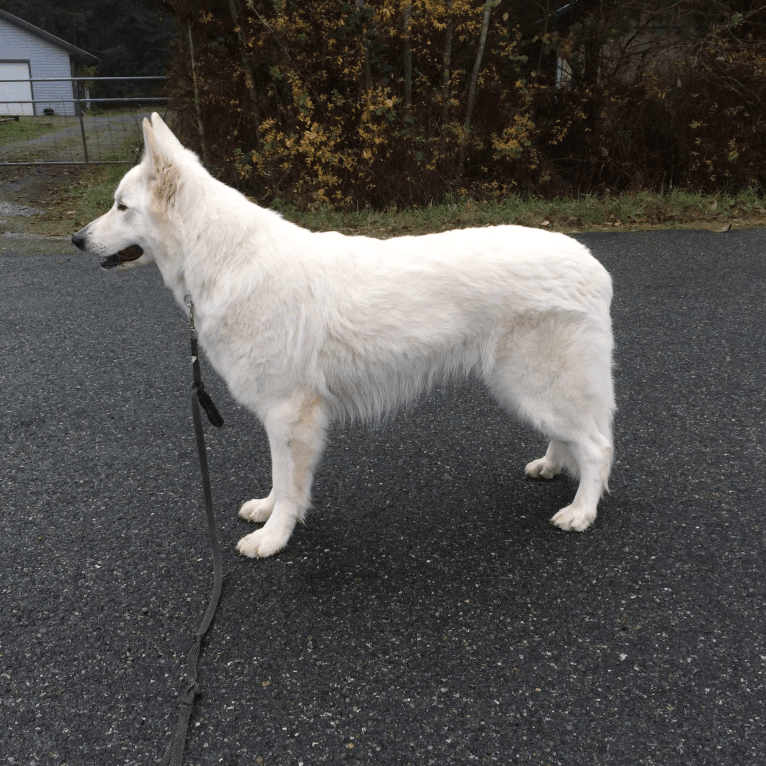 Bela, a White Shepherd tested with EmbarkVet.com