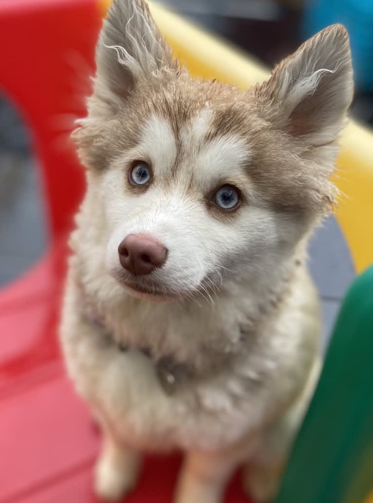 Jerri, a Pomsky tested with EmbarkVet.com