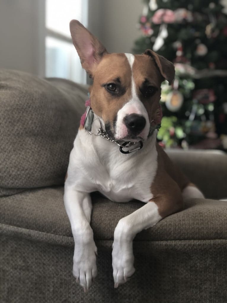 Hazel Grace, an American Pit Bull Terrier and Boxer mix tested with EmbarkVet.com