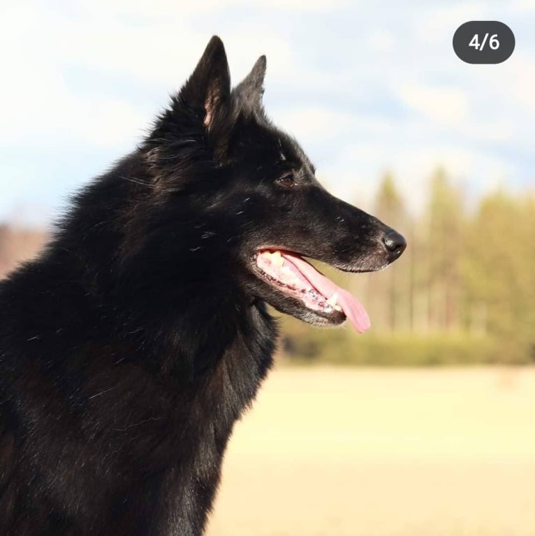 Nessa, a Belgian Shepherd tested with EmbarkVet.com