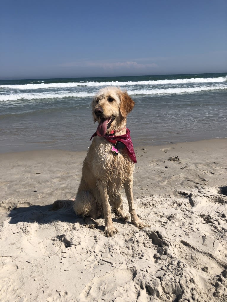 Sandy, a Goldendoodle tested with EmbarkVet.com