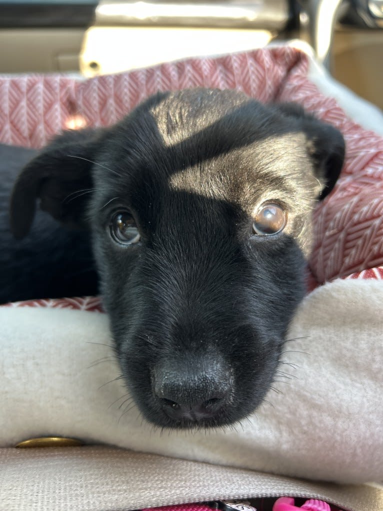 Rio, a Rottweiler and Golden Retriever mix tested with EmbarkVet.com