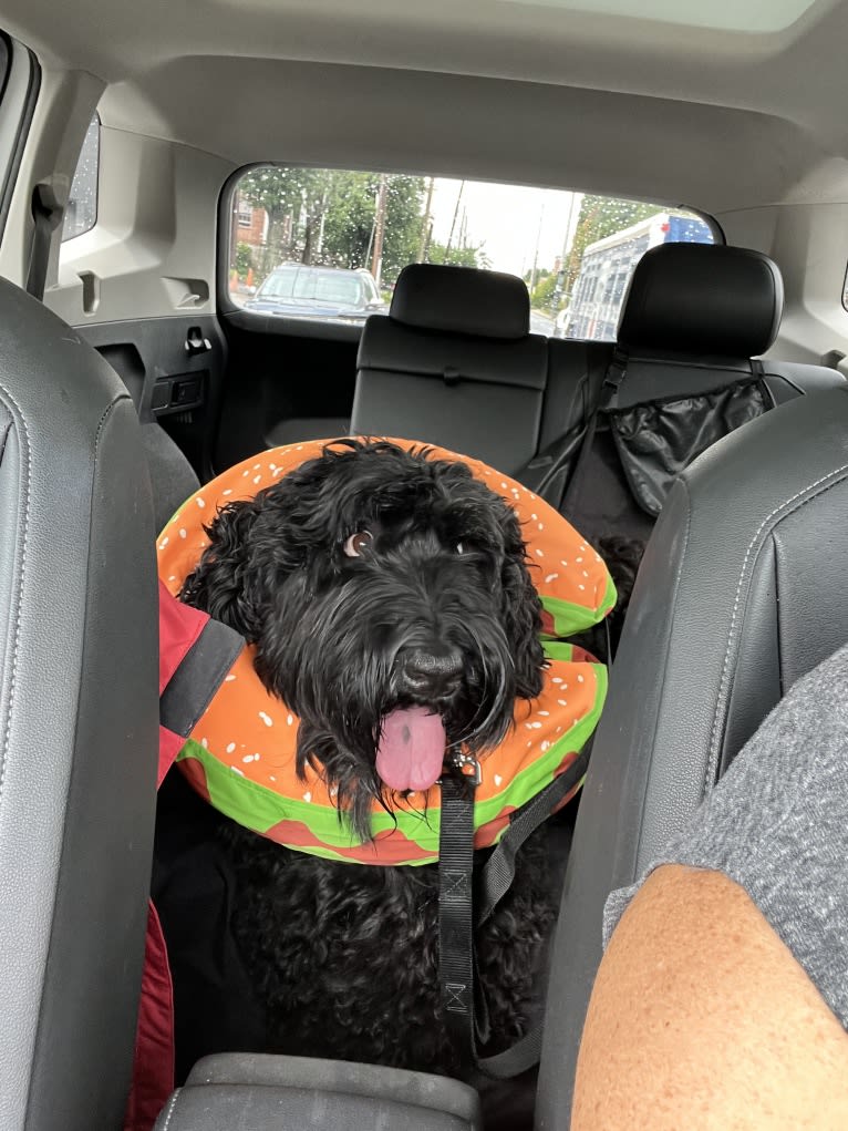 Jinx, a Black Russian Terrier tested with EmbarkVet.com