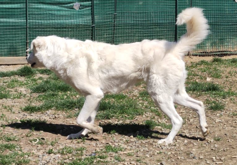 Akira, an Eastern European Village Dog tested with EmbarkVet.com