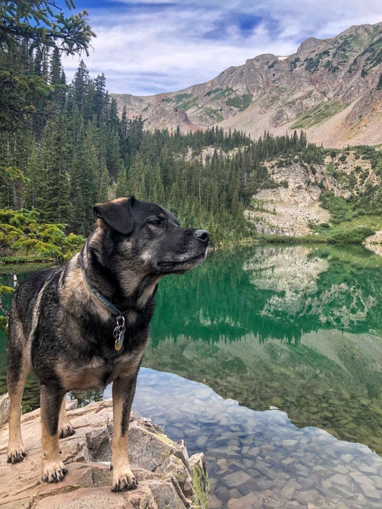 Rosie, a Rottweiler and Siberian Husky mix tested with EmbarkVet.com