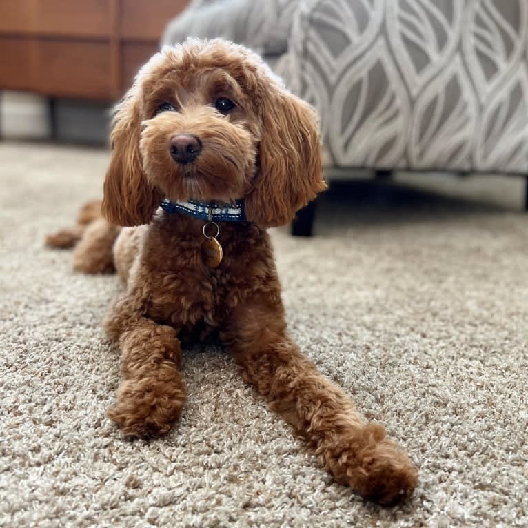 Minnie, a Goldendoodle tested with EmbarkVet.com