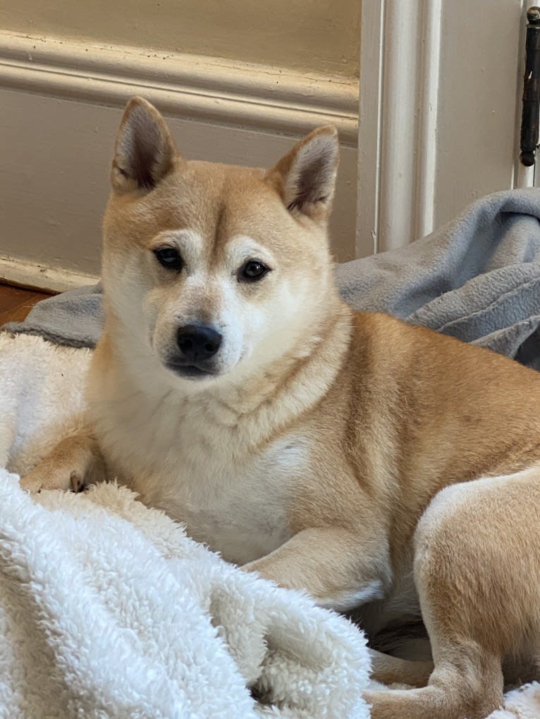 Cymba, a Shiba Inu tested with EmbarkVet.com