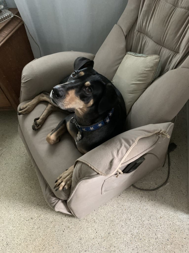 Benny, an American Village Dog and American Pit Bull Terrier mix tested with EmbarkVet.com