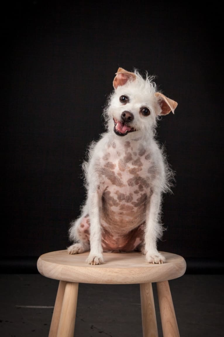 Coleen, a Rat Terrier and Poodle (Small) mix tested with EmbarkVet.com