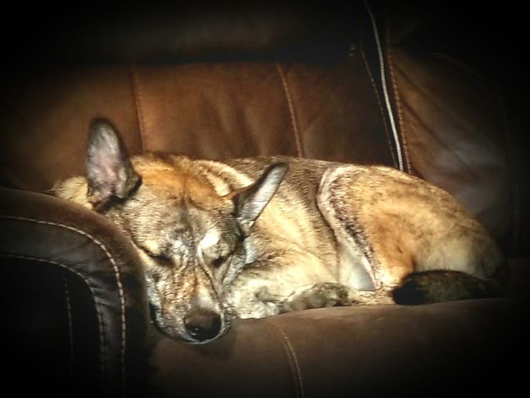 Rheagal Jr (RJ), a German Shepherd Dog and Siberian Husky mix tested with EmbarkVet.com