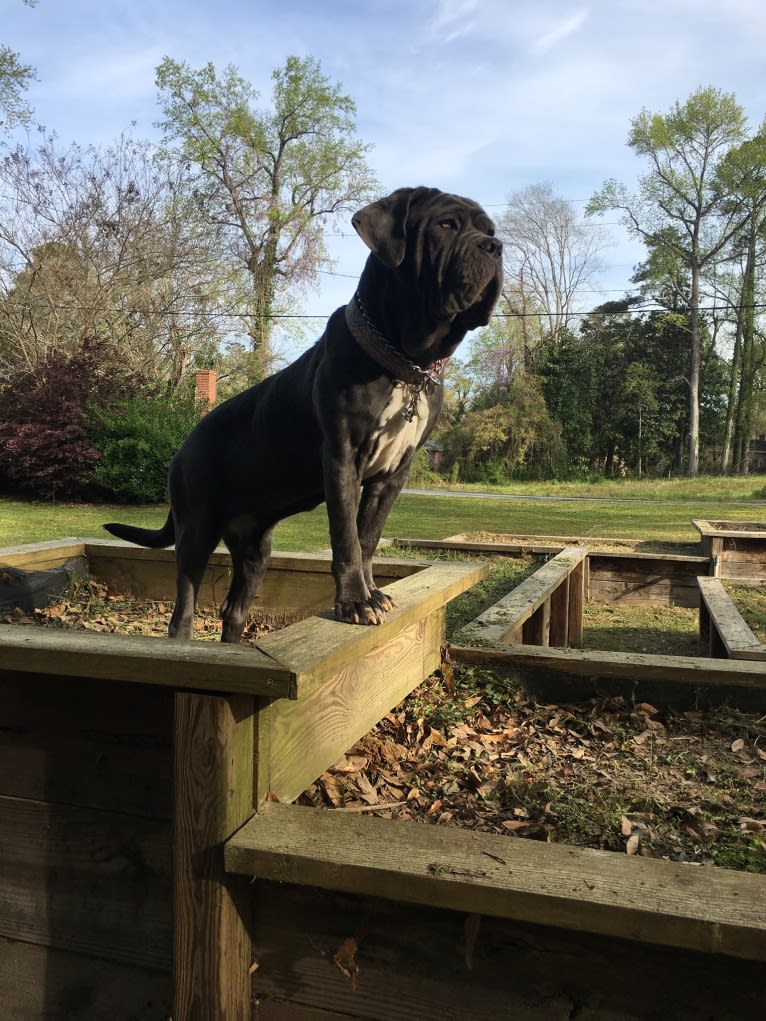 Maui, a Neapolitan Mastiff tested with EmbarkVet.com