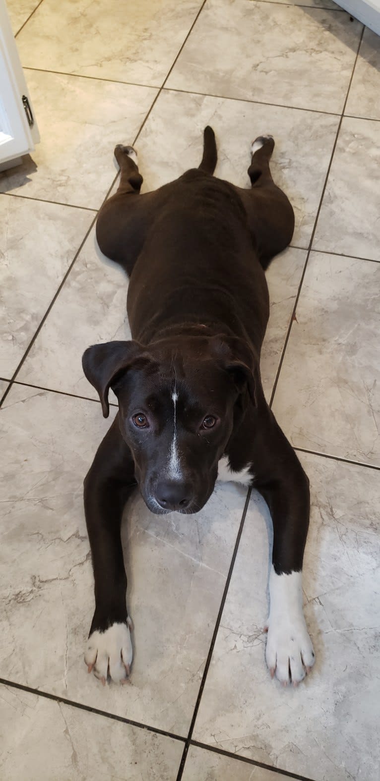 Connor, an American Bully and American Bulldog mix tested with EmbarkVet.com