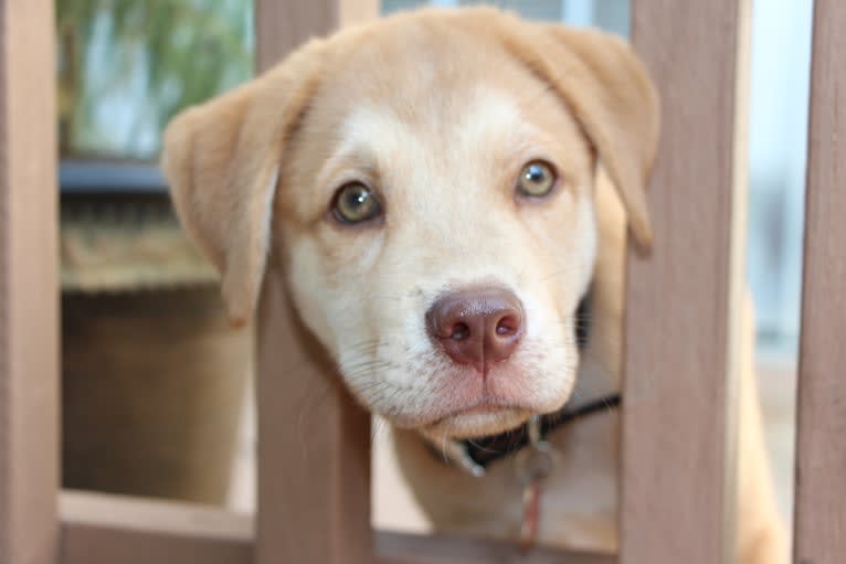 Benny, a Labrador Retriever and Siberian Husky mix tested with EmbarkVet.com