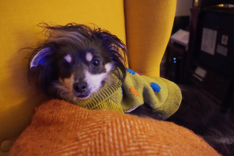 Teddy, a Chihuahua and Pomeranian mix tested with EmbarkVet.com