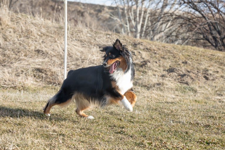 Tess, an Australian Shepherd tested with EmbarkVet.com
