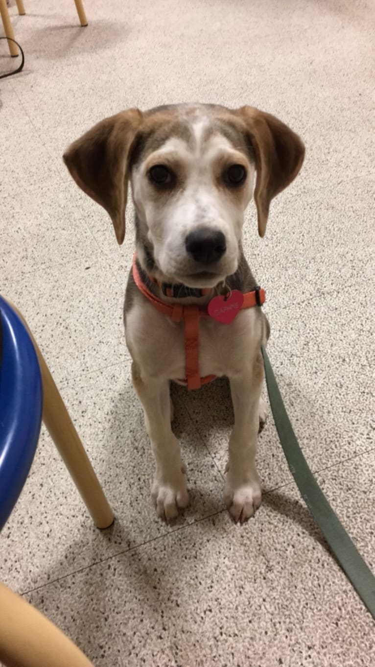 Daphne, an American Foxhound and English Foxhound mix tested with EmbarkVet.com