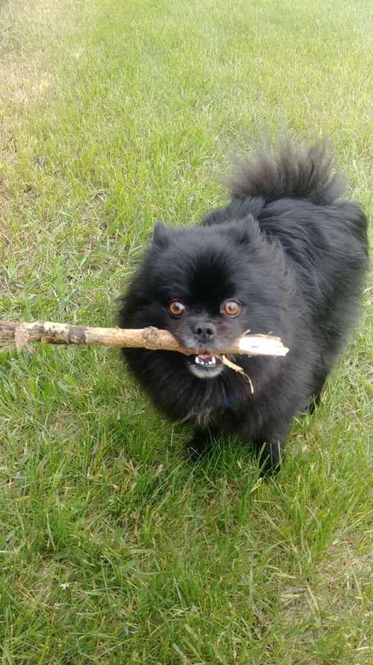 Marlin, a Pomeranian tested with EmbarkVet.com