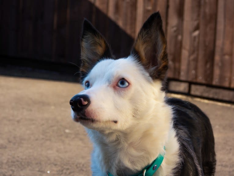 Mixie, a Border Collie tested with EmbarkVet.com