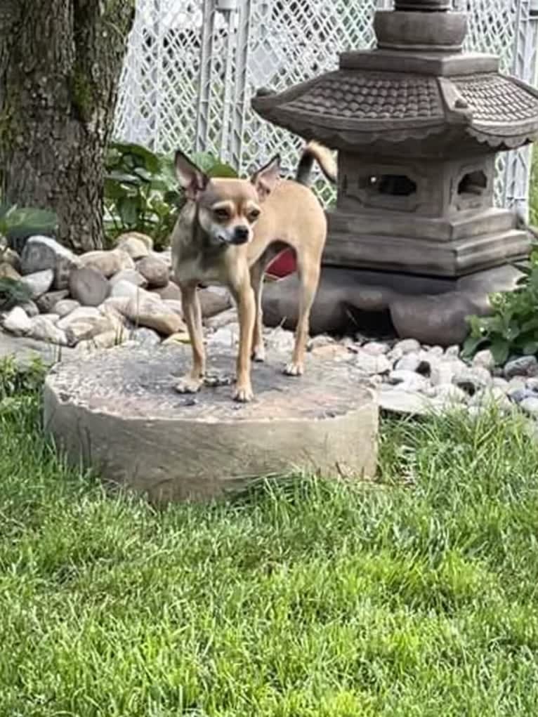 Smudge, a Chihuahua tested with EmbarkVet.com
