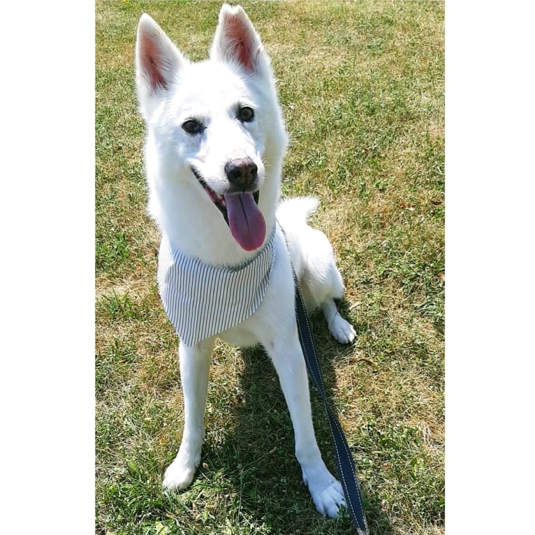 Charlie, an Alaskan-type Husky tested with EmbarkVet.com