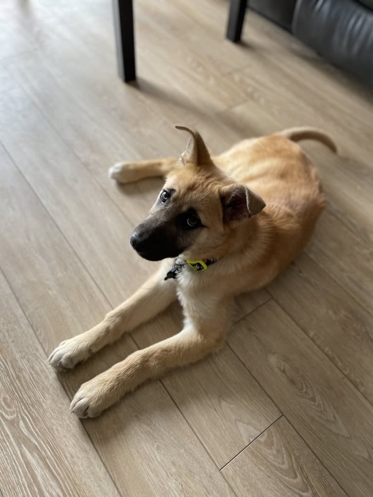 Enzo, a Siberian Husky and German Shepherd Dog mix tested with EmbarkVet.com